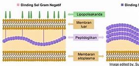 Perbedaan Negatif Dan Positif